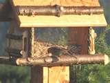 Bird Feeders 4x4 Post images Bird Feeders 4x4 Post images