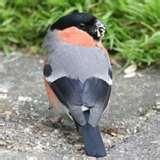 photos of Bird Feeders Are Messy