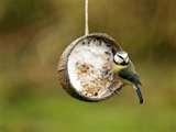 Bird Feeders Are Messy pictures
