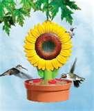 pictures of Humming Bird Feeders Location pictures of Humming Bird Feeders Location