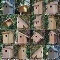 Bird Feeders Tacoma Wa images Bird Feeders Tacoma Wa images
