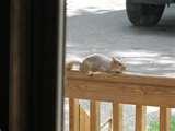 photos of Bird Feeder Mt photos of Bird Feeder Mt