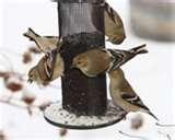 Bird Feeders Bellingham Wa