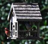 Bird Feeders Law pictures