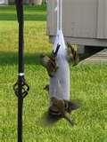 Bird Feeders Socks pictures Bird Feeders Socks pictures