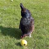 Bird Feeders Accessories Uk images Bird Feeders Accessories Uk images