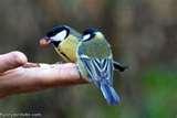 Bird Feeder Funny Video photos Bird Feeder Funny Video photos