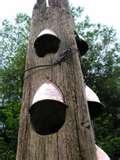 pictures of Fence Bird Feeders pictures of Fence Bird Feeders