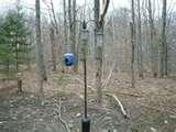 Bird Feeders Live Bird Feeders Live