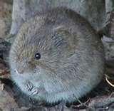 photos of Bird Feeders Rodents photos of Bird Feeders Rodents