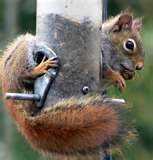 Bird Feeders Rodents photos Bird Feeders Rodents photos