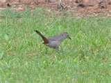 pictures of Iowa Hawkeye Bird Feeder