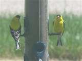 Iowa Hawkeye Bird Feeder