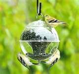 Bird Feeders Live pictures