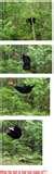 pictures of Bird Feeder Funny Video pictures of Bird Feeder Funny Video