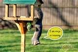 Bird Feeder Funny Video photos