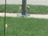 Iowa Hawkeye Bird Feeder pictures