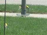 Iowa Hawkeye Bird Feeder pictures Iowa Hawkeye Bird Feeder pictures