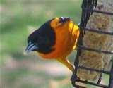 photos of Iowa Hawkeye Bird Feeder