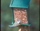 Fence Bird Feeders images Fence Bird Feeders images