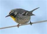 Bird Feeders Warblers pictures Bird Feeders Warblers pictures