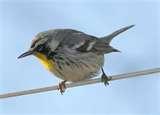 Bird Feeders Warblers pictures