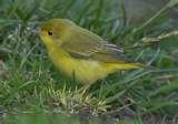 Bird Feeders Warblers photos