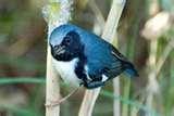 pictures of Bird Feeders Warblers pictures of Bird Feeders Warblers