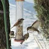 Bird Feeder 5000 photos