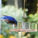 Bird Feeders Ny Bird Feeders Ny