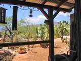 Bird Feeders Tucson Az photos Bird Feeders Tucson Az photos