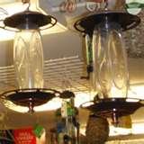 Bird Feeders Ny images Bird Feeders Ny images