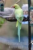 Bird Feeder 5000 images Bird Feeder 5000 images