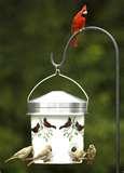 photos of Backyard Bistro Bird Feeder photos of Backyard Bistro Bird Feeder