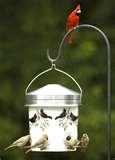 photos of Backyard Bistro Bird Feeder