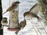 pictures of Bird Feeder 5000