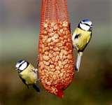 Bird Feeders Warblers images