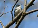 Bird Feeders Warblers photos