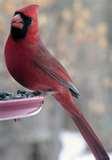 photos of Bird Feeders Warblers