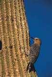 pictures of Bird Feeders Tucson Az pictures of Bird Feeders Tucson Az