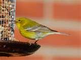 photos of Bird Feeders Warblers