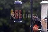Bird Feeders Banned images