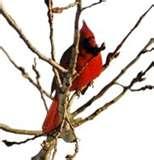 Backyard Bistro Bird Feeder images Backyard Bistro Bird Feeder images