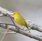 pictures of Bird Feeders Warblers