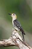 images of Bird Feeders Warblers images of Bird Feeders Warblers