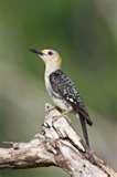 images of Bird Feeders Warblers