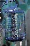 images of Bird Feeders Tucson Az images of Bird Feeders Tucson Az