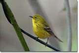 Bird Feeders Warblers photos