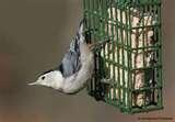 pictures of Bird Feeders Warblers pictures of Bird Feeders Warblers