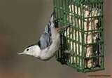 pictures of Bird Feeders Warblers